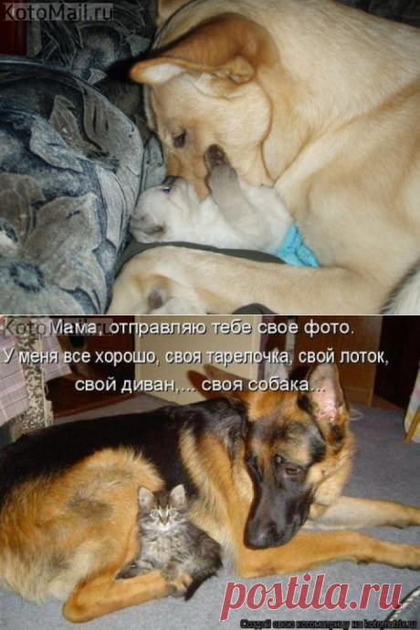 Не отдам котенка ни в чьи руки... Люблю и любить буду! | KotoMail.ru