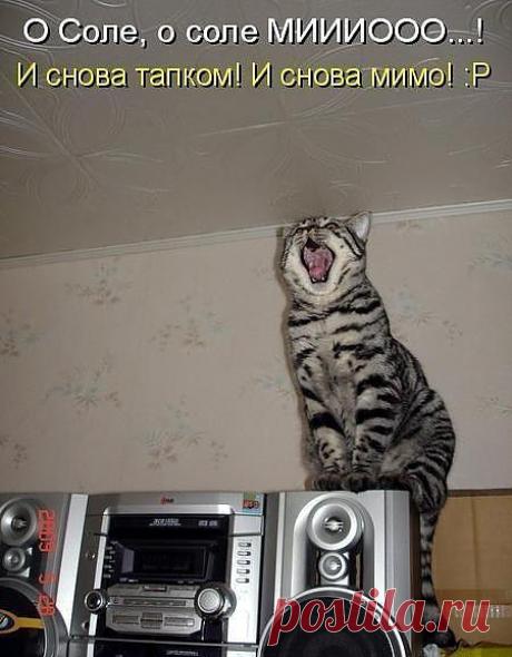 певчья-птичка