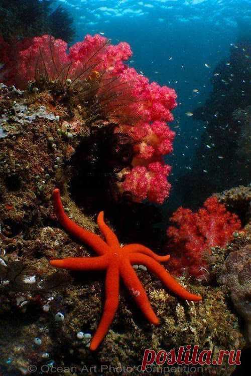 Red starfish