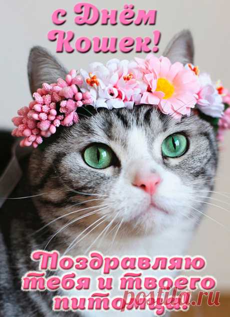 Коты и кошки — эти милые создания
Всегда достойны нашего внимания!
Без кошек невозможно нам прожить,
Давайте кошечек лелеять и любить!