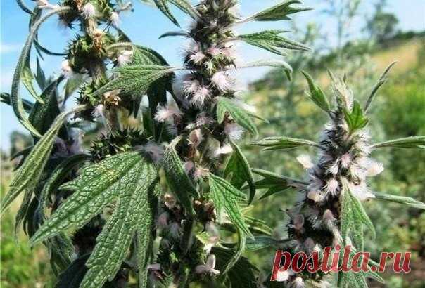 Пустырник - это универсальное растение, которое может заменить множество лекарств.