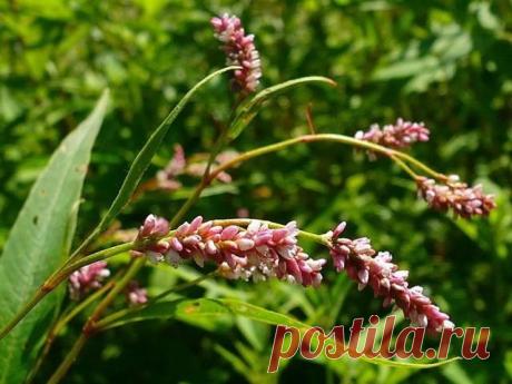 Народная медицина водяной перец