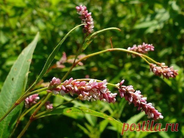 Народная медицина водяной перец