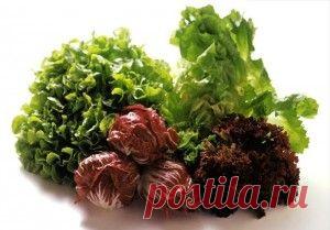 Выращивание салата на подоконнике | Образцовая Усадьба