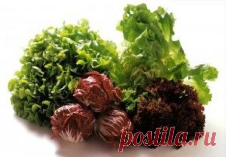 Выращивание салата на подоконнике | Образцовая Усадьба