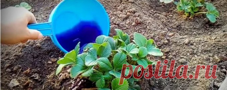 Клубнике хватает одной подкормки весной, чтобы крупные яркие ягоды появлялись на кустиках одна за другой — 1lyubov.ru