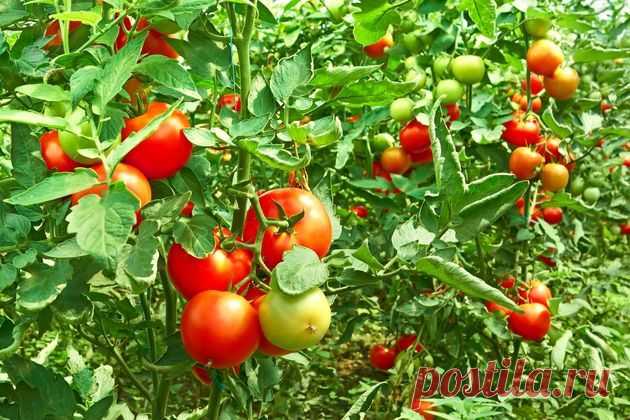 3 приема, повышающие урожайность томатов