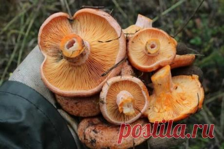 Что сделать с рыжиками на зиму – лучшие рецепты и способы заготовки | Ферма.expert 🌿 | Дзен