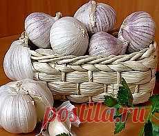 Зберігання часнику