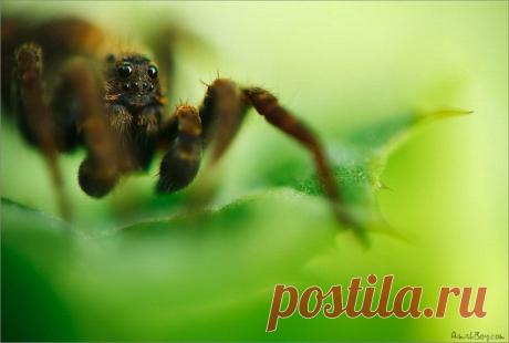 Яркие макрофотографии природы Надав Багим (Nadav Bagim) — Фотоискусство