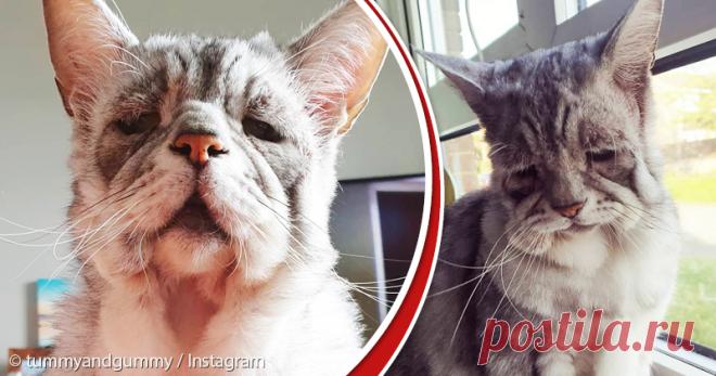 «Самый несчастный кот на свете»: глядя на этого питомца, сердце кровью обливается. Но у него прекрасная жизнь! | Краше Всех