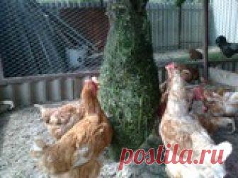 Выбор породы кур для частного подворья. Мой опыт. Каждый, кто начинает разводить кур у себя в хозяйстве, обязательно задаётся таким вопросом: как правильно подобрать породу? В этом посту я расскажу о своём опыте по выбору породы кур...