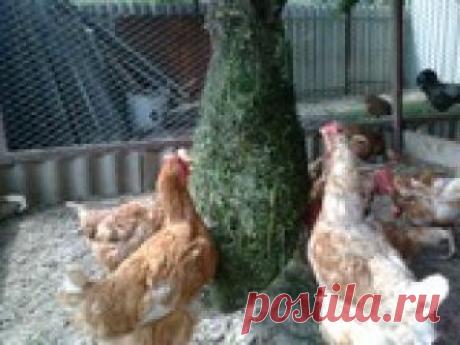 Выбор породы кур для частного подворья. Мой опыт. Каждый, кто начинает разводить кур у себя в хозяйстве, обязательно задаётся таким вопросом: как правильно подобрать породу? В этом посту я расскажу о своём опыте по выбору породы кур...