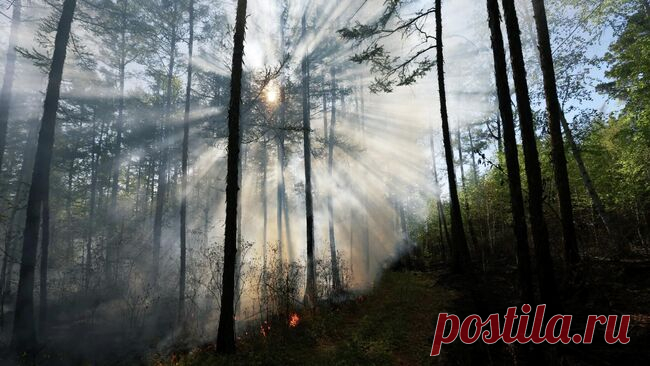 Российскую актрису нашли погибшей в лесу
