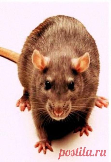 Приложение &quot;Открытки&quot;
Танюль Львенок Независимый