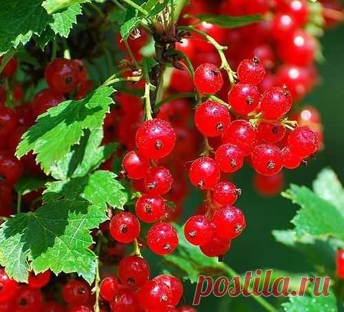 КАК ПРЕВРАТИТЬ КУСТ СМОРОДИНЫ В ДЕРЕВО