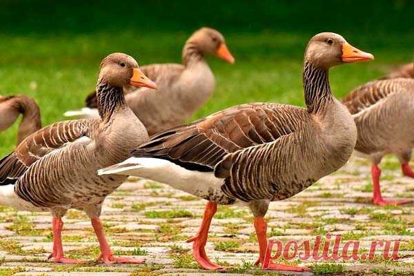 От грохота новогодних фейерверков у животных и птиц развивается стресс Исследования, проведенные учеными из University of Veterinary Medicine (Австрия) и Anglia Ruskin University (Великобритания), вывили пагубное влияние новогодних фейерверков на физическое состояние диких серых гусей.Согласно публикации на портале Conservation Physiology, в эксперименте...