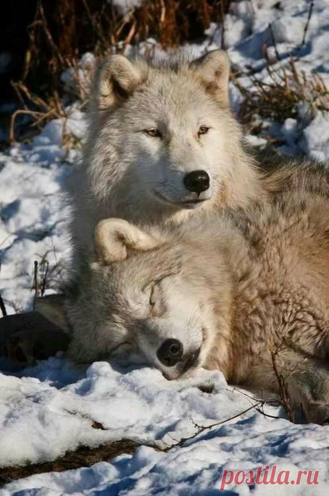 You sleep while I keep watch Wolves Arctic wolf, Wolf, Wolf love в Яндекс.Коллекциях