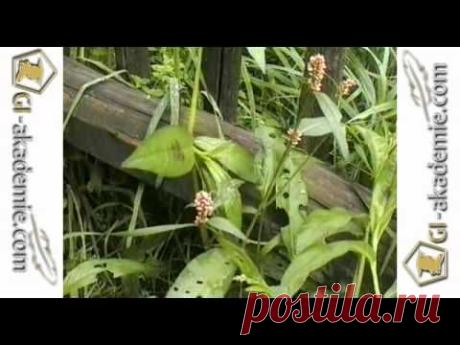 Спорыш - лечебные свойства, применение и противопоказания