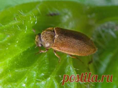 Мифическая полынь - сорняк или полезное растение?