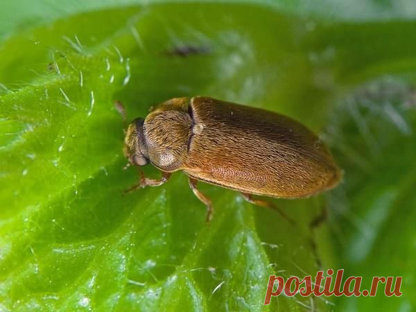 Мифическая полынь - сорняк или полезное растение?