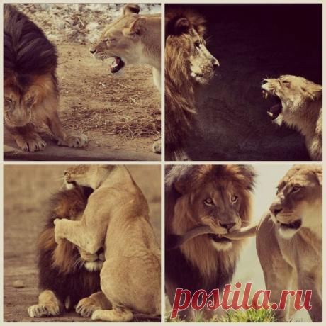 Женская логика: люблю тебя... и ненавижу! Уйди... куда-нибудь поближе...