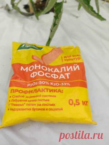Монофосфат калия: главное удобрение для томатов | уДачи! | Дзен