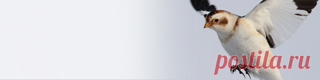 GBBC | Great Backyard Bird Count