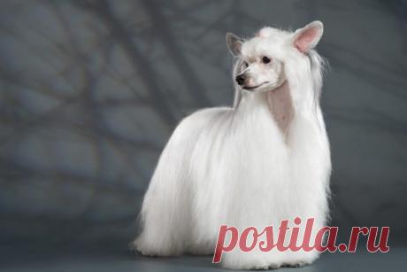 Китайская пуховая хохлатая — фото, особенности собак, уход за шерстью пуховок