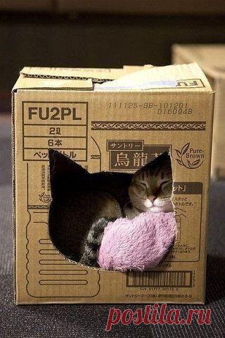 Простой, но уютный домик для кота / Необычные поделки