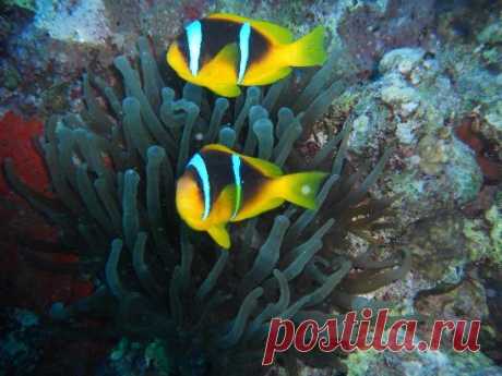 Хургада Фото - Избранные изображения: Хургада, Красное море и Синай - TripAdvisor