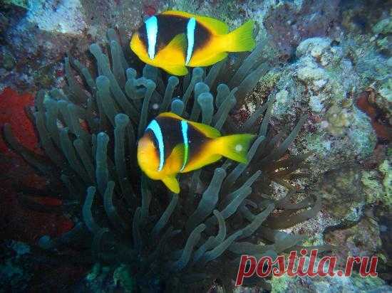 Хургада Фото - Избранные изображения: Хургада, Красное море и Синай - TripAdvisor