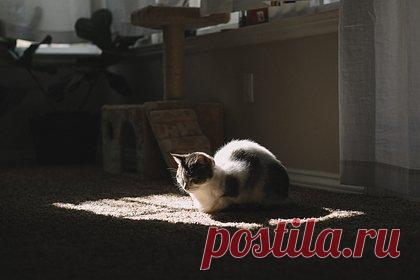 В российском регионе кот почти месяц прожил один в запертой квартире. В Красноярске кот почти месяц прожил в запертой квартире — он остался один после того, как его хозяйку не смогли спасти врачи. Все это время кот жил без доступа к воде — жительница соседней квартиры пыталась спасти животное и пыталась подкармливать его, но ей не удавалось проникнуть в квартиру.