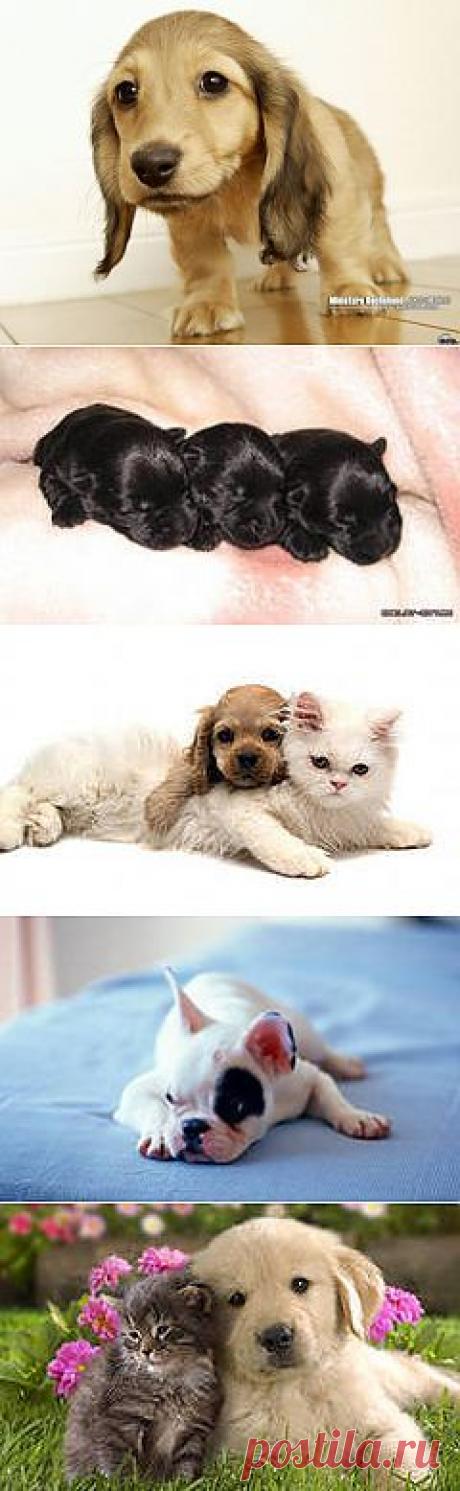 щенки фото