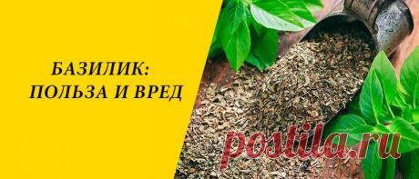 Базилик: польза и вред для здоровья организма человека Базилик: описание растения, история пряности, применение в народной медицине, косметологии, кулинарии, польза и вред для здоровья человека.