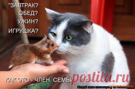 Уфф!!! Ну наконец-то! Котоматрицы великолепные, каждая с улыбкой и хорошим настроением!