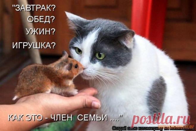 Уфф!!! Ну наконец-то! Котоматрицы великолепные, каждая с улыбкой и хорошим настроением!