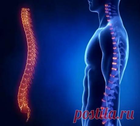 (99+) Осевший позвоночник: причина болезней и старения организма - ПолонСил.ру - социальная сеть здоровья - 15 мая - 43631468148 - Медиаплатформа МирТесен
