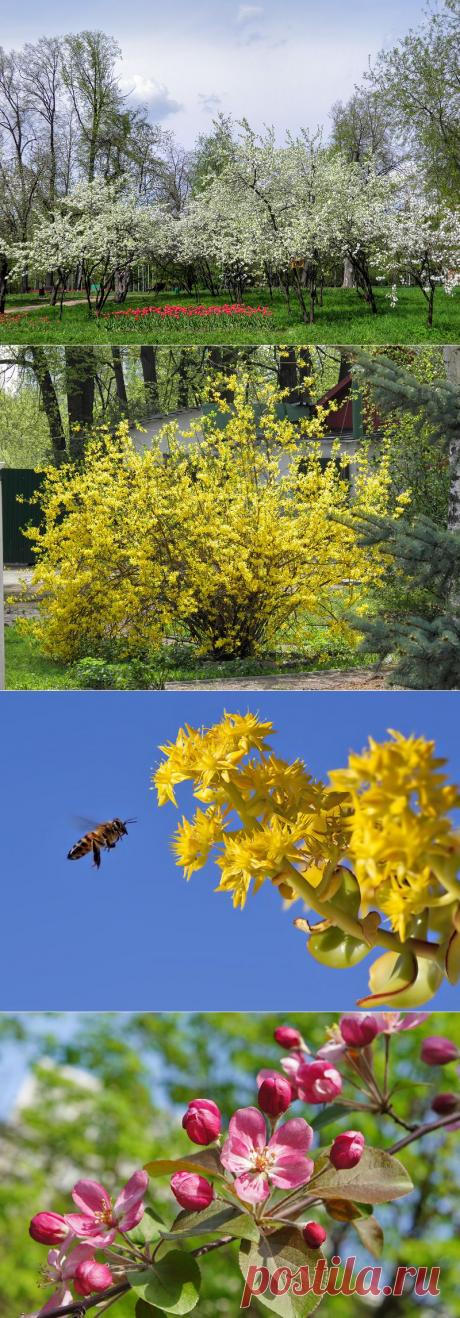 Опять цветению садов пришла пора..