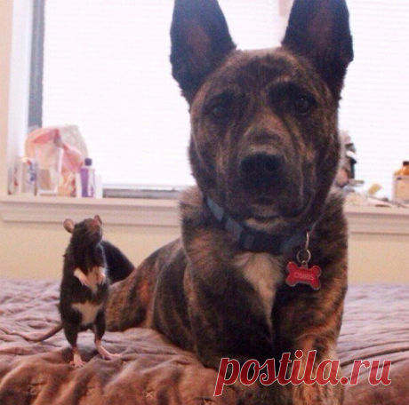 История одной дружбы. Крыса и собака