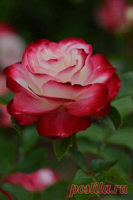 из Fine Art America
Rose Canvas Print / Canvas Art by Mike George

Rose|   Pinterest • Всемирный каталог идей
