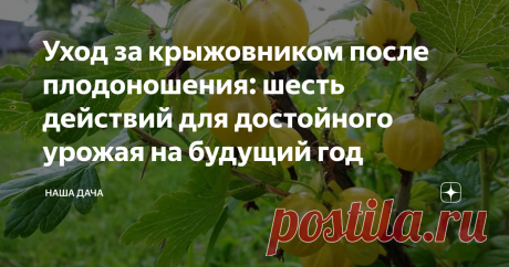Уход за крыжовником после плодоношения: шесть действий для достойного урожая на будущий год Крыжовник, как и любой другой ягодный кустарник, нуждается в регулярном уходе. После того, как вы соберете ягоды, дайте «отдохнуть» кустам недельку – дней десять, и приступайте к постурожайному уходу. Он заключается в шести простых действиях, которые можно растянуть вплоть до сентября. Осенью вам останется только провести осеннюю обрезку куста и подготовить растение к зимовке.