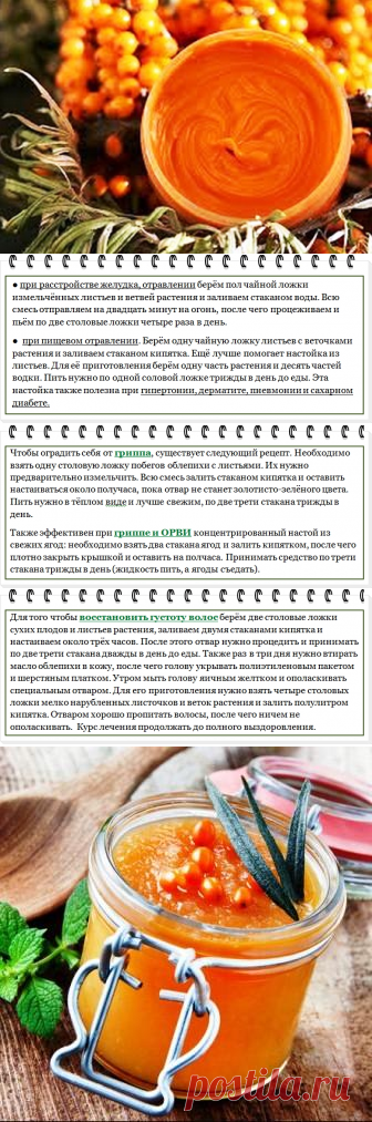 Облепиха: польза и вред, лечебные свойства и противопоказания