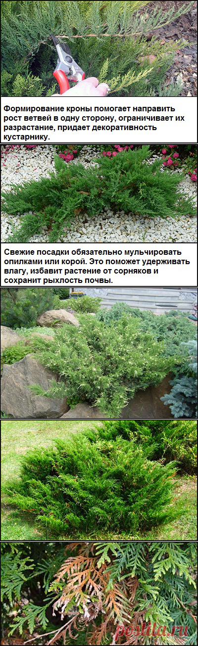 Можжевельник казацкий - описание, посадка, уход и сорта