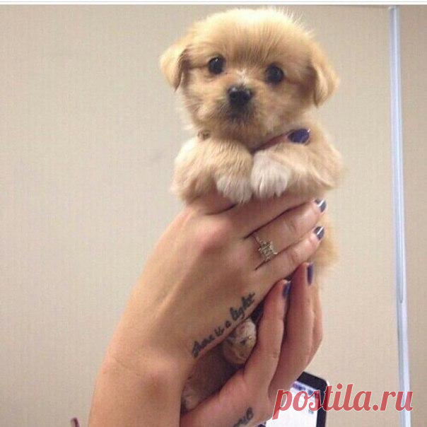 ♥ ЖИВОТНЫЕ ♥ ПРИРОДА ♥