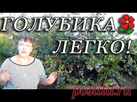 Всё о голубике за 12 минут! Самое важное и достаточное для надёжного получения урожая.