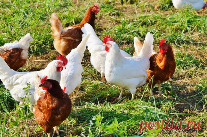 Самодельные электролиты для кур в жару В жаркую погоду кур подстерегает тепловой удар с высоким риском гибели. Птицы не потеют, как люди, и их способность регулировать температуру тела несколько ограничена. Поэтому стоит знать, как готовятся электролиты для профилактики перегрева