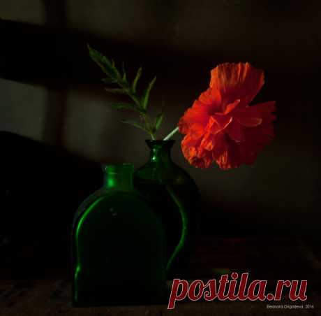 35PHOTO - Eleonora Grigorjeva - ... трепет жарких живых лепестков ...