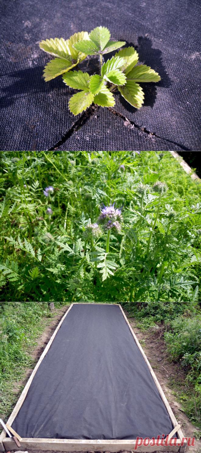 Грядка для земляники.