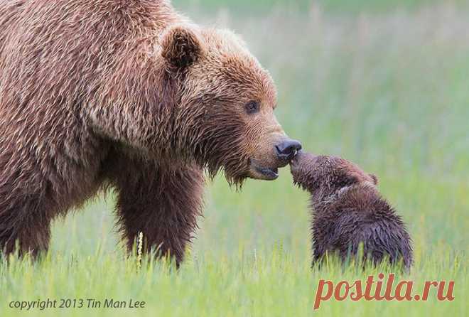 Животные: родители, они и в Африке родители
